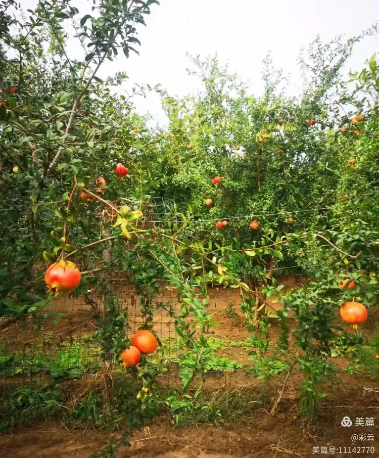 金牛山石榴园随拍